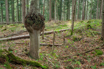 A spruce tunk with abnormal thickening (a wide perspectice)