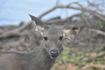 deer in the forest 