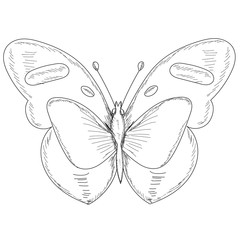 vector, isolated, sketch with butterfly lines