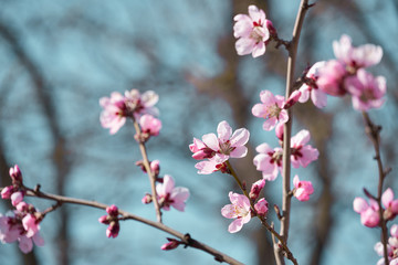 bright pink and white flowers on trees, blooming, spring landscape, beautiful background