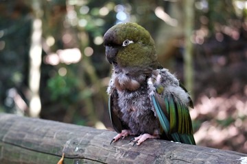 Obraz premium birds of eden