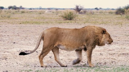Young injured male lion walking across the savanna plains, missing testicles from a recent fight.