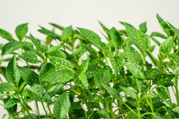 Closeup view photography of green fresh sprouts of sweet pepper vegetables with water drops on surface of leaves.