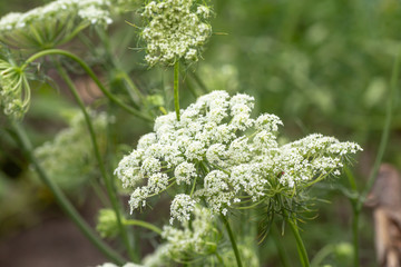 Daucus carota inflorescence, showing umbellets. White small flowers on garden. Blooming vegetables...
