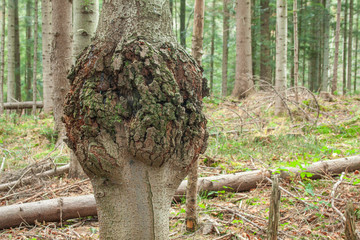 A spruce tunk with abnormal thickening (close-up)