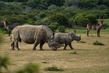 Fototapeta premium tierwelt safari südafrika