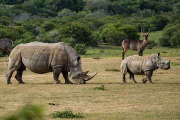 Fototapeta premium tierwelt safari südafrika
