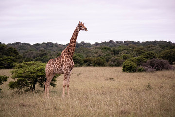 tierwelt safari südafrika