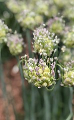Allium flower Macro, close-up