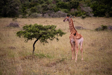 tierwelt safari südafrika
