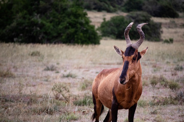 tierwelt safari südafrika