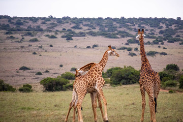 tierwelt safari südafrika