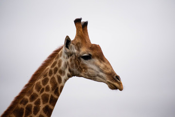 tierwelt safari südafrika