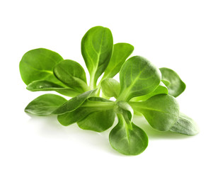 Corn salad, lamb's lettuce isolated on white background