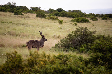 tierwelt safari südafrika