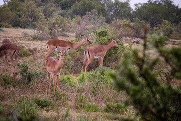 tierwelt safari südafrika