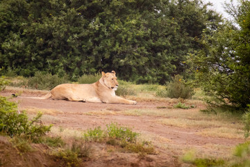 tierwelt safari südafrika