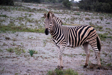 Fototapeta na wymiar tierwelt safari südafrika