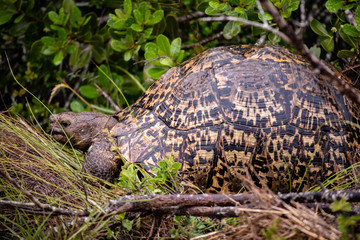 tierwelt safari südafrika
