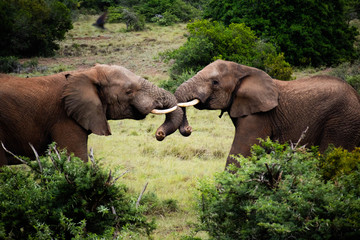 tierwelt safari südafrika © Lukas