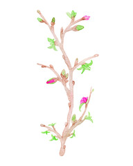 Obraz na płótnie Canvas Watercolor hand-drawn tree twig with buds, flowers, leaves. Design element in high resolution isolated on white background. For decor, greeting cards, cover design, invitations, print, illustrations