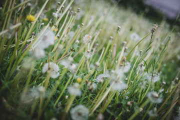 Dandelion field. Dandelion seed heads.
