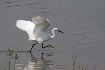 Little Egret looking for food
