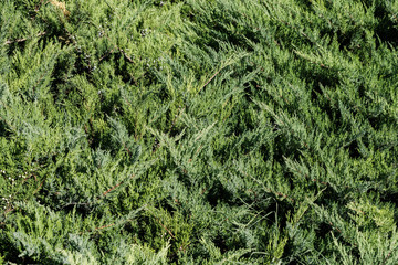 Branches and leaves of a thuja bush.