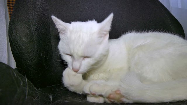 A white cat in a black chair wears the forefoot