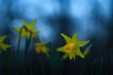Osterglocke oder Narzisse im Frühling am Abend bei Dämmerung und blauem Licht, narcissus