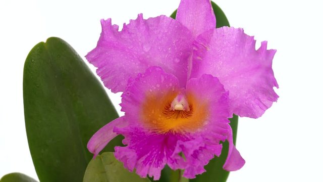 Cattleya orchid on a white background. gift, mother's day, march 8, valentines day, birthday
