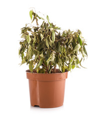 Faded ficus in pot isolated on white background