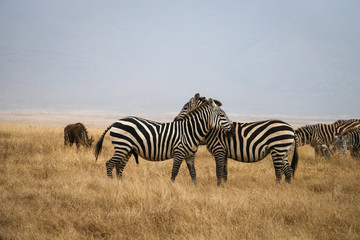 Fototapeta na wymiar zebras cuddling on safari