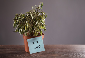 Faded ficus in pot on grey background