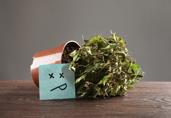 Faded ficus in pot on grey background