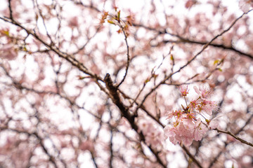 神奈川県 足柄 一ノ堰ハラネ春めき桜