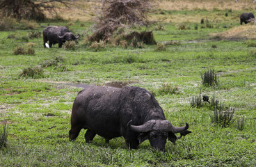 Fototapeta premium wild bull searching for food in the wild
