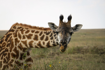 giraffe saying hello