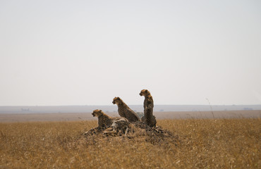 cheetah pack relaxing in nature © Ayanna