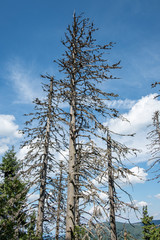 Dead spruces covered with lichens in the upper zone of the mountain spruce forest
