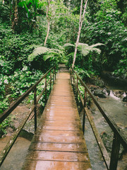 Wooden bridge leading over a river in a tropical rainforest