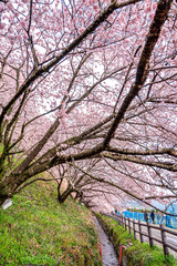 神奈川県 足柄 一ノ堰ハラネ春めき桜