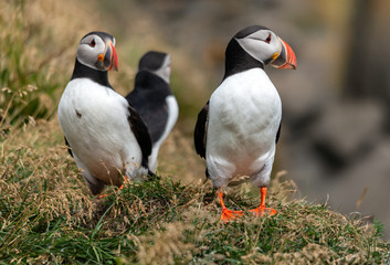 The Atlantic puffin, also known as the common puffin