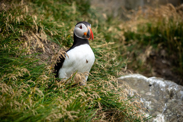 The Atlantic puffin, also known as the common puffin