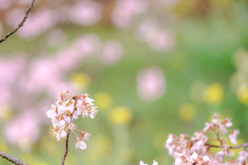 神奈川県 足柄 一ノ堰ハラネ春めき桜