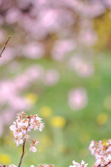 神奈川県 足柄 一ノ堰ハラネ春めき桜