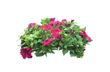 Petunias, colorful flowers, isolated on a white background. Clipping path