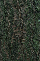 The texture of the tree bark