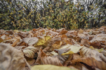 Background of dry yellow leaves and shrub is macro, soft focus