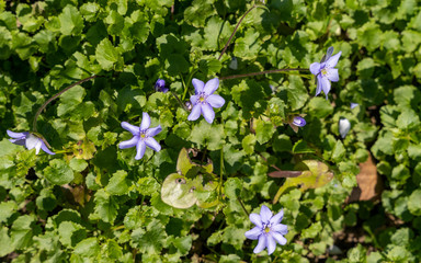 Frühlingshafte Blumenpracht